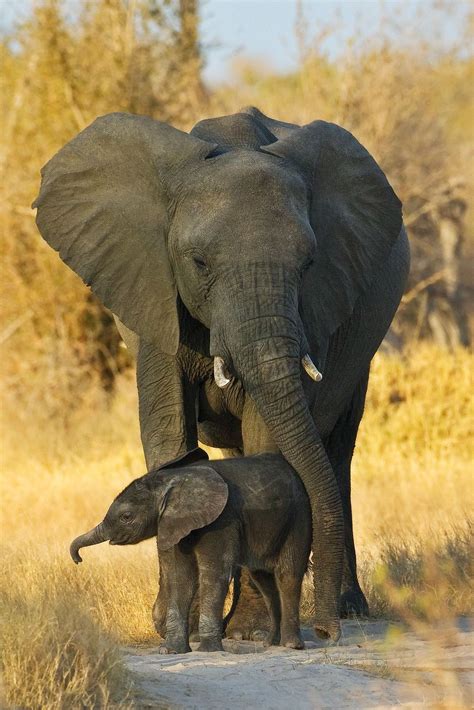 Mother And Baby Elephant Elephant Pictures Elephant Elephants Photos