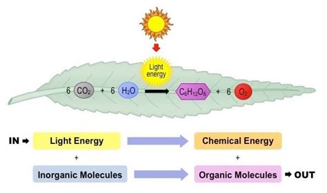 Photosynthesis Overview Chemical Energy Energy Sources Photosynthesis