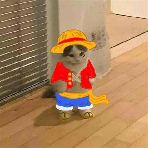 Cat Luffy Anime Kitten Anime Cat Anime Funny