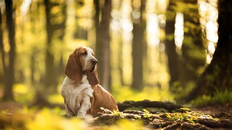 Basset Hounds Wallpapers Wallpaper Cave