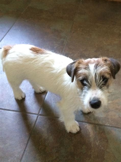 Adorable Broken Coat Jack Russell Terrier