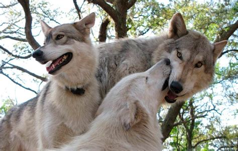 Diferencias Entre Lobos Y Perros