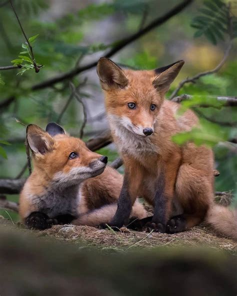 Photographer Captures Enchanting Photos Of Finlands Forest Animals