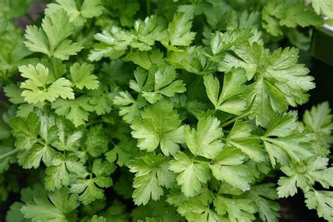 The Benefits Of Parsley Sage Rosemary And Thyme Remedygrove
