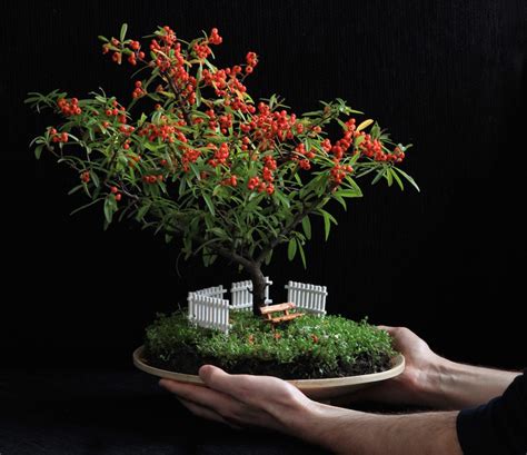 Miniature Bonsai Gardens Bonsai Empire
