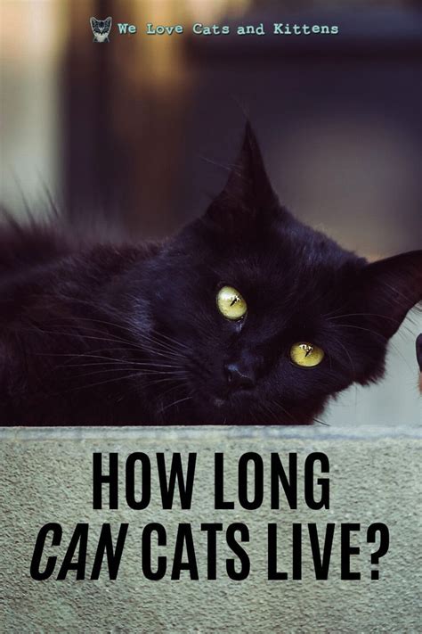 How Long Do Cats Live Average Cat Lifespan And Life Expectancy