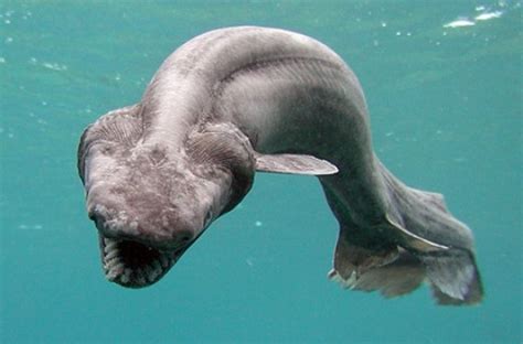Top 5 Rarest Marine Deep Sea Creatures Marine Sea Creatures