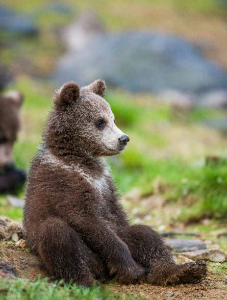 32700 Bear Cub Stock Photos Pictures And Royalty Free Images Istock