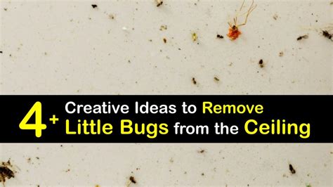Killing Tiny Bugs Awesome Tricks For Getting Rid Of Ceiling Bugs