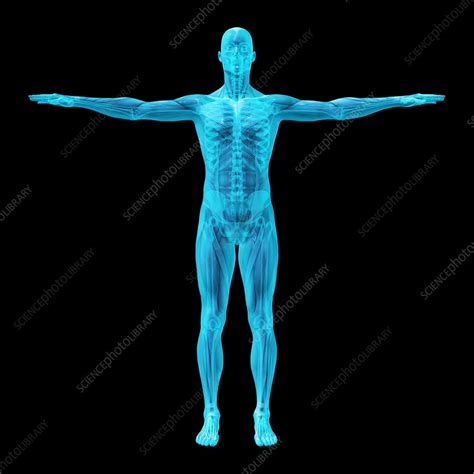 Human Skeleton And Muscles Artwork Stock Image F0013204 Science