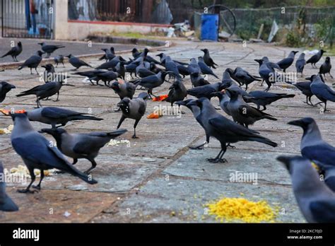 Flock Of Crows Feeds At Ramniwas Garden In Jaipur Rajasthan Indiatuesday Jan 5 2021 A