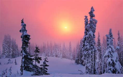 Winter Snow Trees Forest Sun Sunset Sky Landscape Nature Wallpapers Hd Desktop And