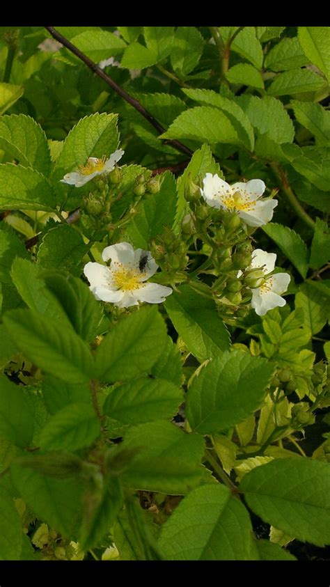 May 10, 2016 · white roses don't all look alike. Looks Like A Rose Bush? But Little White Flowers ...