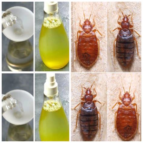 A Natural Method To Quickly And Effectively Eradicate Bed Bugs From