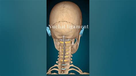 Physio Nuchal Ligament Mbbs Youtube
