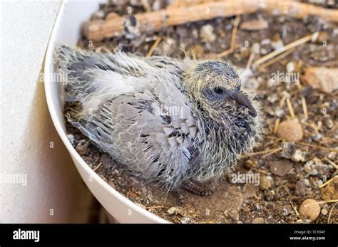 Portrait Of A Baby Pigeon Sitting In The Flower Pot And Waiting For