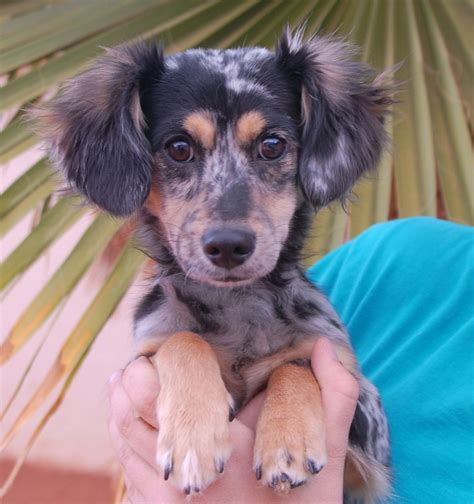 Dachshund Mix Puppies For Adoption