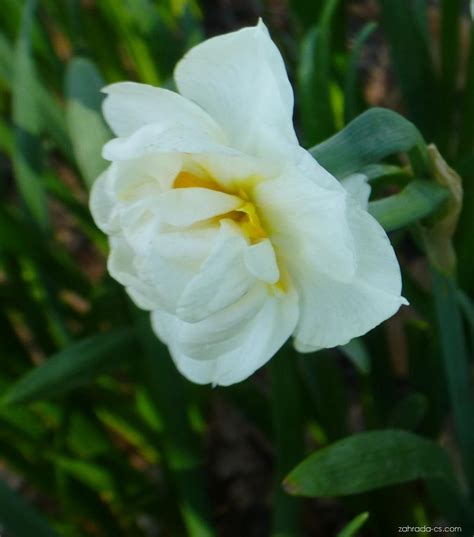 Narcis Narcissus Bridal Crown Květy Květenství Zahrada