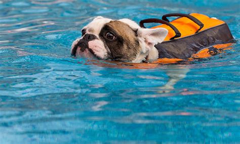 Finding the right british bulldog puppy can be dog gone hard work. French Bulldogs and swimming - French Bulldog Breed
