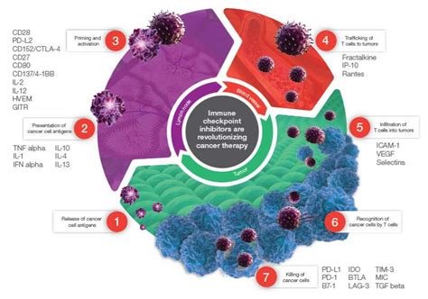 Procartaplex Immuno Oncology Assays Thermo Fisher Scientific Tw
