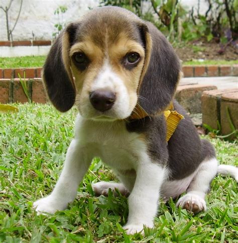 Beagle Puppies For Sale | Jacksonville, FL #147469