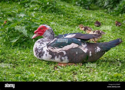 Big Muscovy Duck With Chickens Stock Photo Alamy