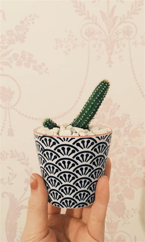 Cactus 🌵 Decorative Pot
