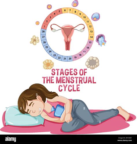 Stages Of The Menstrual Cycle Illustration Stock Vector Image And Art Alamy
