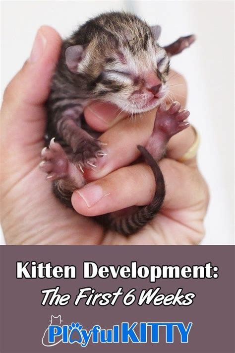 Kitten Development The First 6 Weeks Playful Kitty Newborn Kittens