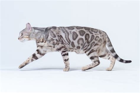 Everything You Should Know About Silver Bengal Cat Chilecorrupcion