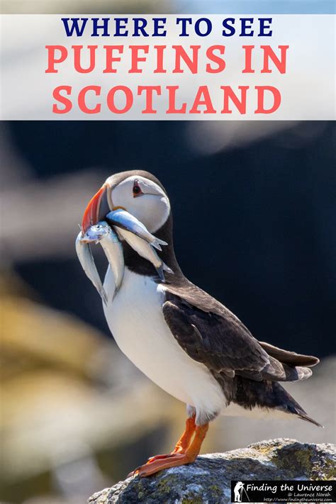 The Scottish Seabird Centre In North Berwick Seeing Puffins And More Finding The Universe