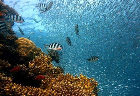 First, these reefs were created to explore the abundant marine flora and fauna by oceanographic institutions. Bahrain eyes robotic development of artificial reef in ...