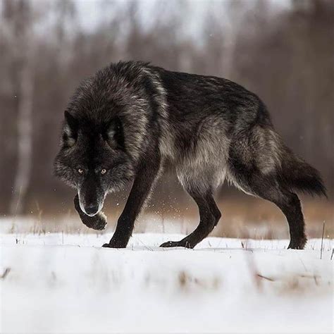 The Rare And Beautiful Gray Wolf Beamazed