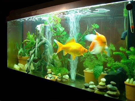 Untitled Document Goldfish Tank Tropical Fish Aquarium Aquarium