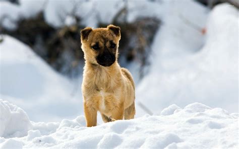 Snow Dog Wallpapers Wallpaper Cave
