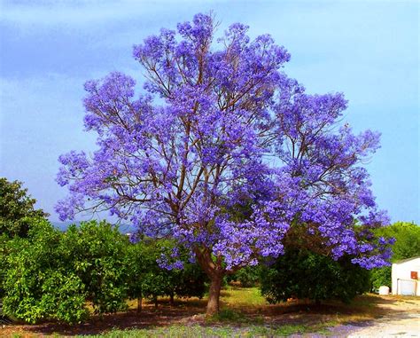 Purple Tree Image Abyss