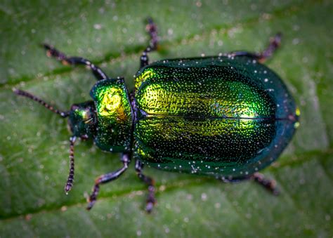Macro Photography Of Jewel Beetle On Green Leaf · Free Stock Photo