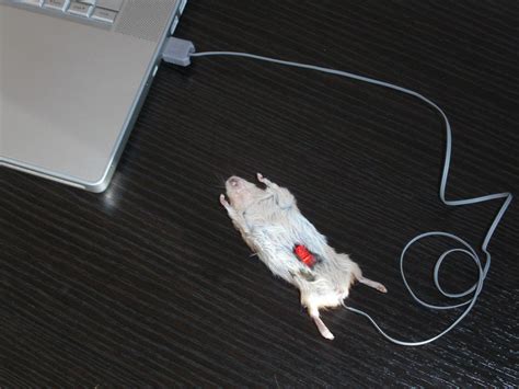 How a ball computer mouse works. Laptop Mouse Designed Using Real Mouse. Creepy or Cool?