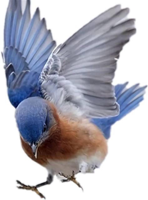 Download 261055341007212 Beautiful Birds Flying Videos Png Image With