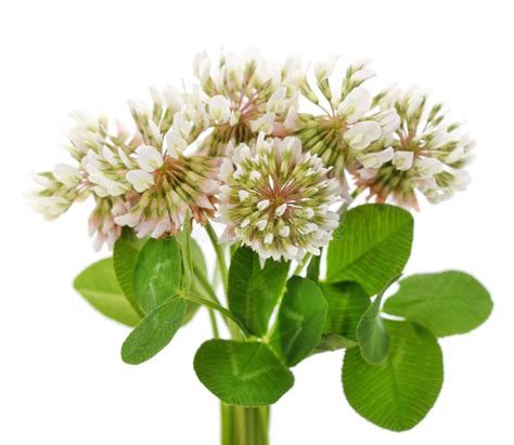 Bouquet Of White Clover Flowers With Leaves Stock Photo Image Of