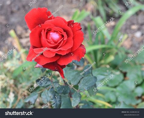Red Rose Symbol Love Tenderness Devotion Stock Photo 2104634132