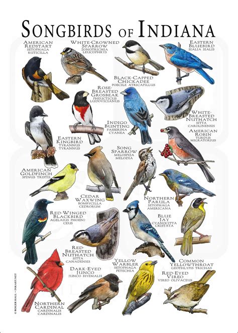 Songbirds Of Indiana Poster Print