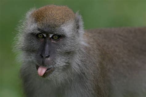 Monkey Sticking Tongue Out Stock Photos Pictures And Royalty Free Images