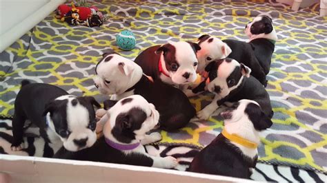 All state dogs & cats. Boston Terrier Puppies For Sale | Watertown, MA #267921