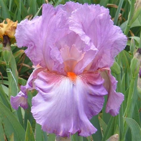 Persian Berry Iris Flowers Iris Bulbs Sunshine Iris Nursery Iris