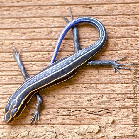 Broad Headed Skink