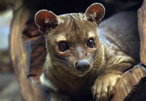 Fossa The Cincinnati Zoo And Botanical Garden