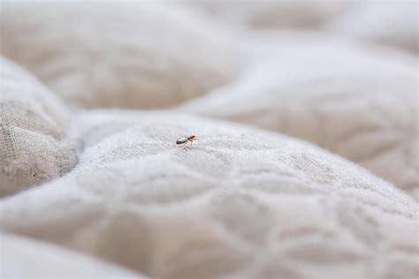 Bed Bug Fumigation Bed Bug Heat Treatment And Control