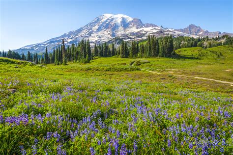 Paradise Meadows Lupine Wildflowers Mount Rainier National Park