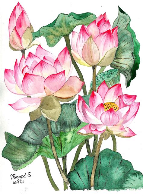Lotus In 2020 Tulips Art Lotus Painting